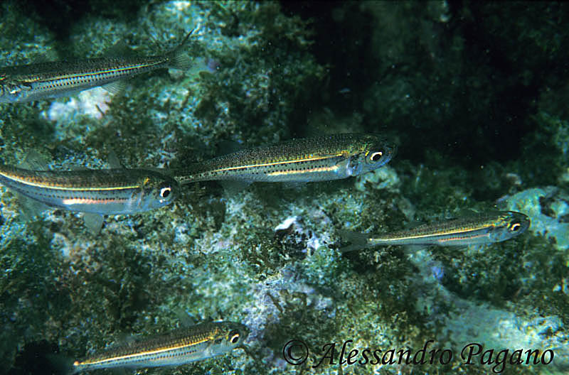 Atherina boyeri e Atherina hepsetus